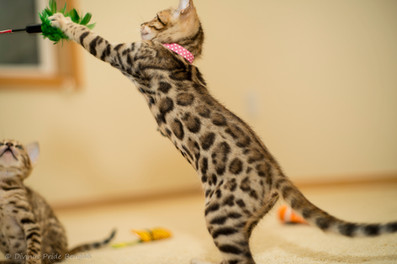 Bengal kitten standing and reaching for a toy