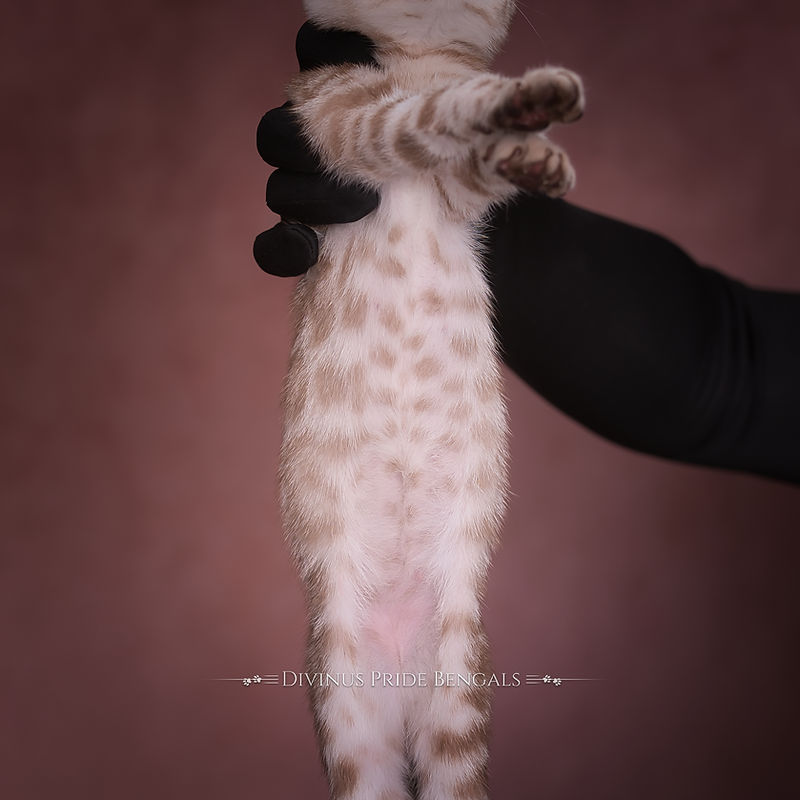 Belly