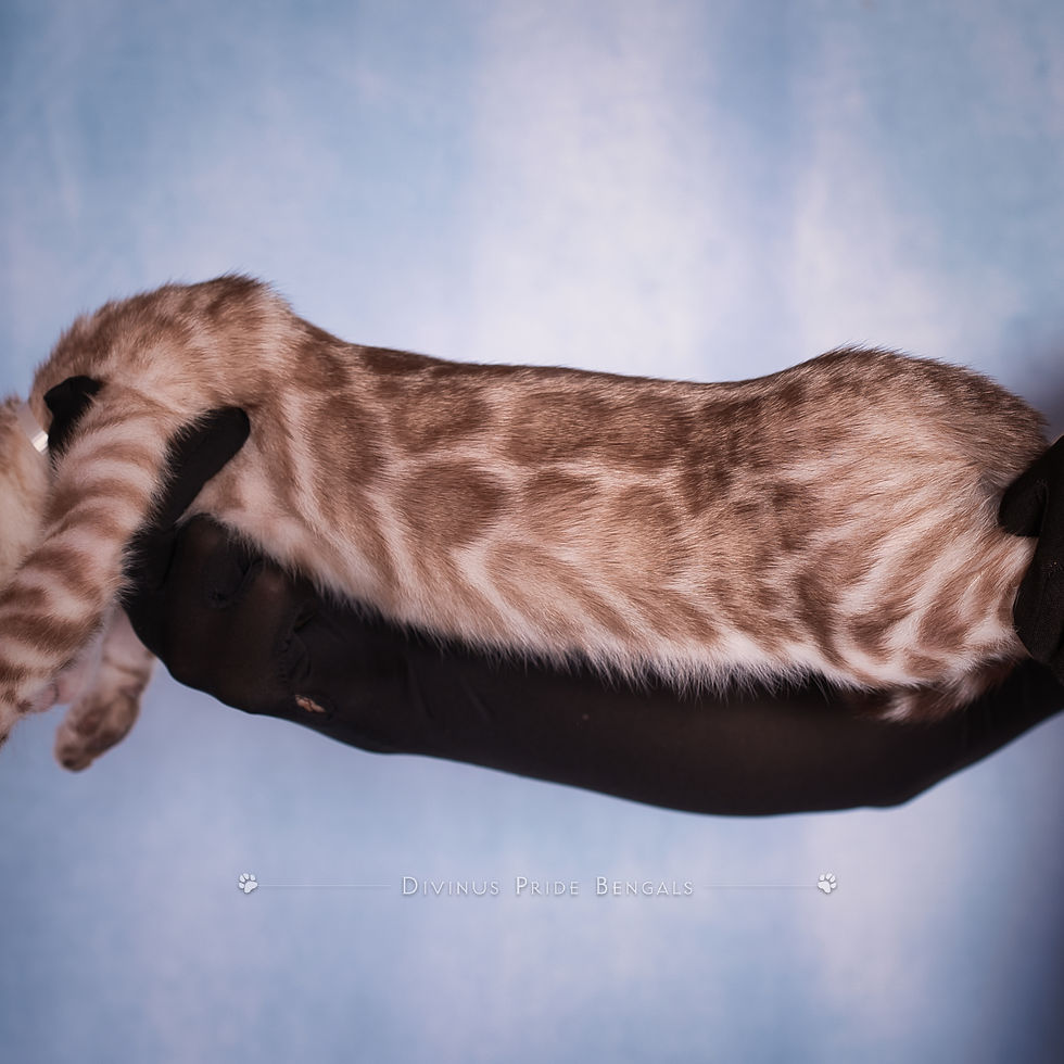 Seal Mink Silver Snow Bengal Kitten Frostbite!