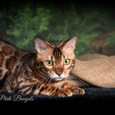 Bengal cat breeder Washington - Atlas brown sire pure for spotting gene - Divinus Pride Bengals