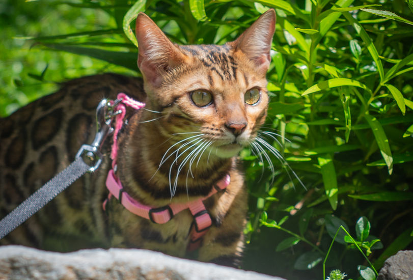 Queen Arabella a Brown Sepia carrying Bengal breeding cat at Divinus Pride Bengals Washington State