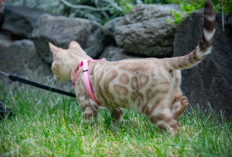 Queen Freya Snow Lynx Bengal breeding cat at Divinus Pride Bengals Washington State