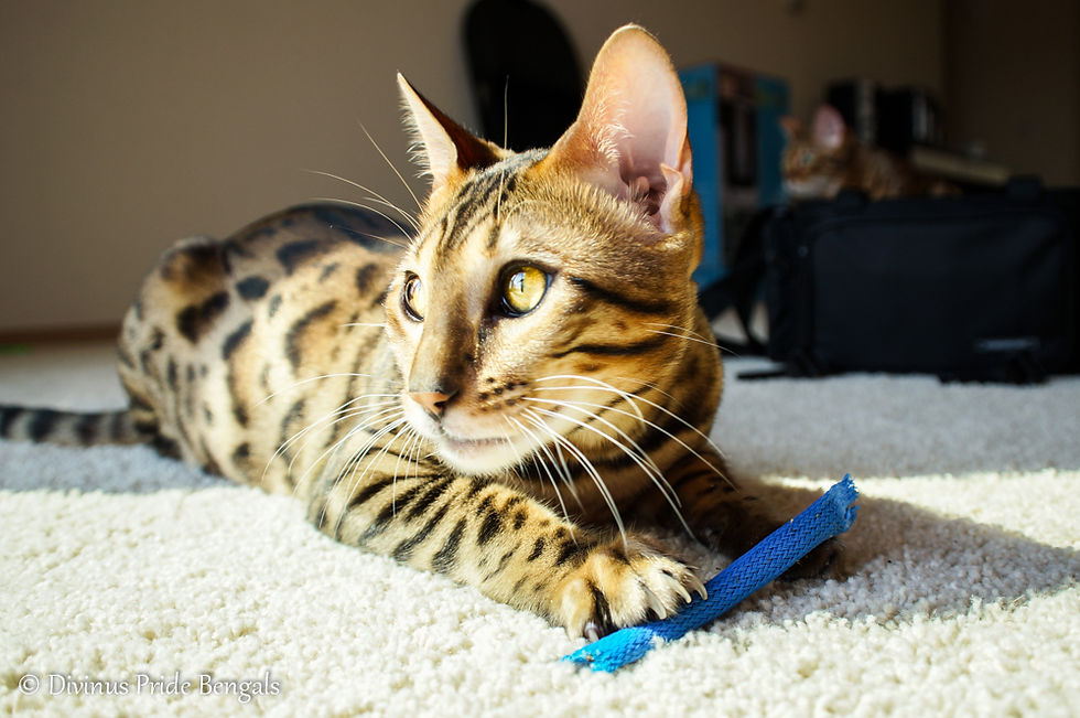 A Bengal Cat basking in the sun