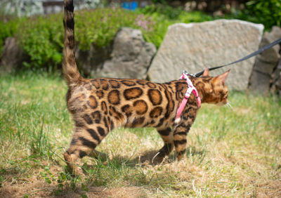 Queen Arabella a Brown Sepia carrying Bengal breeding cat at Divinus Pride Bengals Washington State