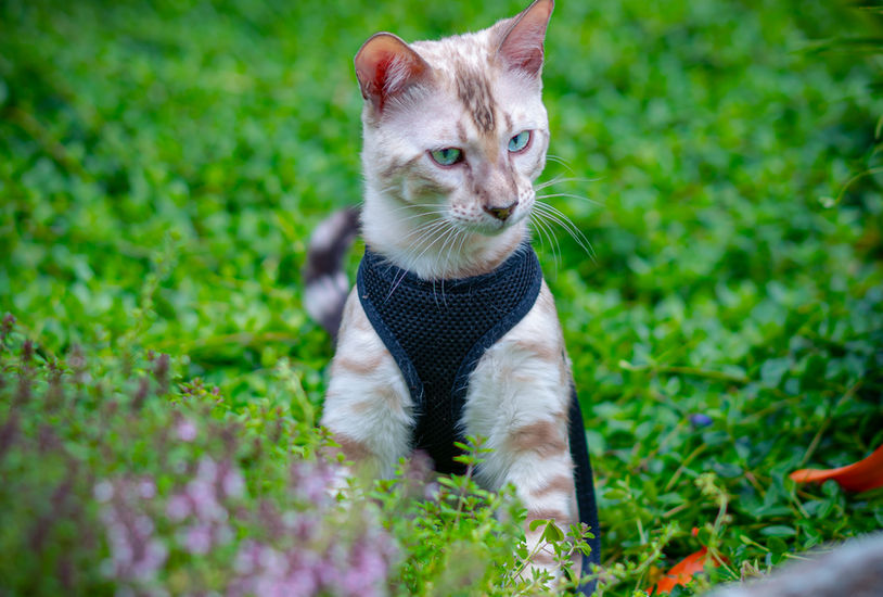 Bengal cat breeder Washington - Avalanche brown spotted sire carrying Snow gene - Divinus Pride Bengals