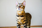 Bengal kittens and Zeus, the early days of the Bengal Breeding Program