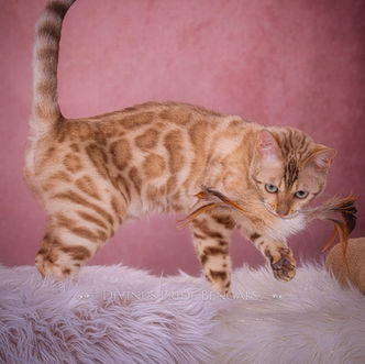 Astra, a fourth generation snow mink Bengal queen with pale rosettes and aqua eyes, home-bred at Divinus Pride Bengals in Tacoma, WA.