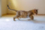 Bengal Cat, Sire Zeus