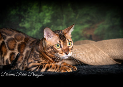 Bengal cat breeder Washington - Atlas brown sire pure for spotting gene - Divinus Pride Bengals