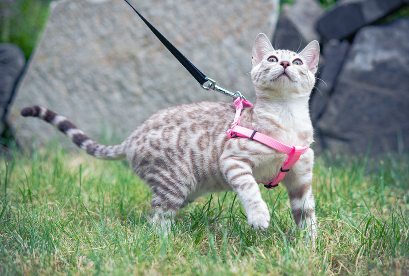 Bengal cat breeder Washington - Solstice silver snow queen pure for spotting gene - Divinus Pride Bengals