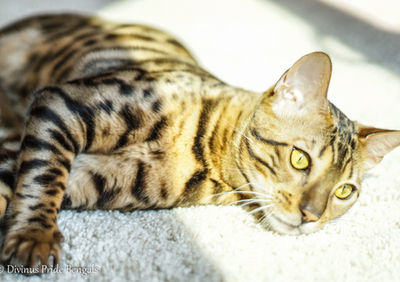 Bengal cat retired breeder Washington - Zeus brown sire pure for spotting gene - Divinus Pride Bengals