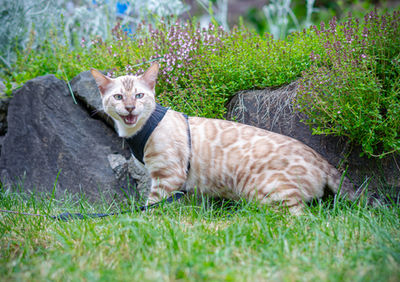 Bengal cat breeder Washington - Avalanche brown spotted sire carrying Snow gene - Divinus Pride Bengals