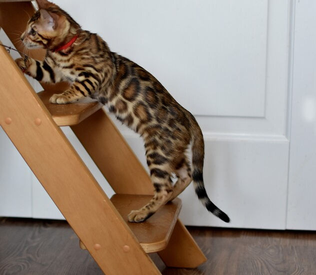 Queen Arabella a Brown Sepia carrying Bengal breeding cat at Divinus Pride Bengals Washington State