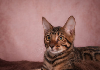Queen Terra brown Bengal breeding cat at Divinus Pride Bengals Washington State