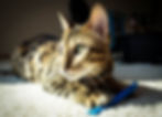 Bengal Cat | Sire Zeus