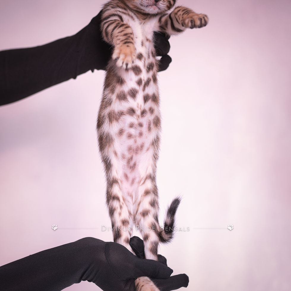 Glittery Brown Bengal Kitten Sierra