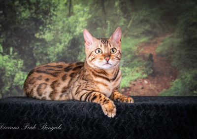 Queen Artemis a Brown Snow carrying Bengal breeding cat at Divinus Pride Bengals Washington State