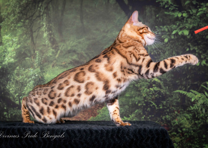 Queen Artemis a Brown Snow carrying Bengal breeding cat at Divinus Pride Bengals Washington State