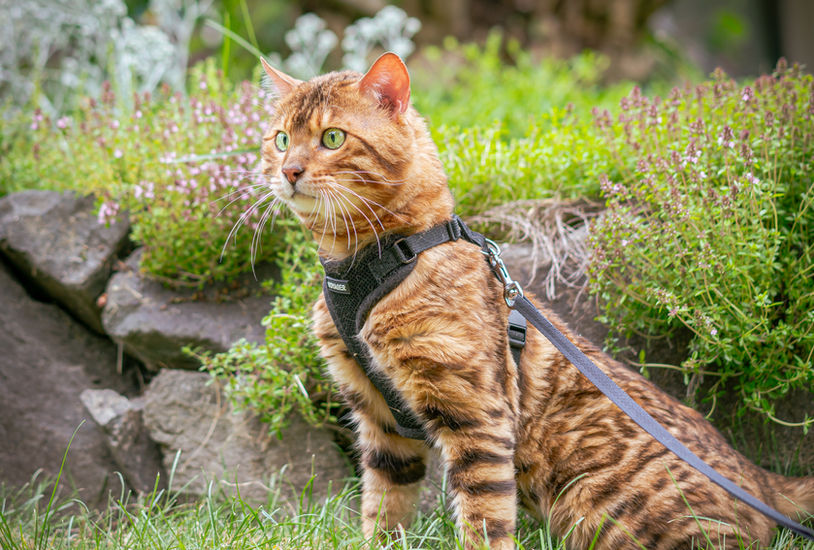 Bengal cat breeder Washington - Taj brown spotted sire carrying Snow gene - Divinus Pride Bengals