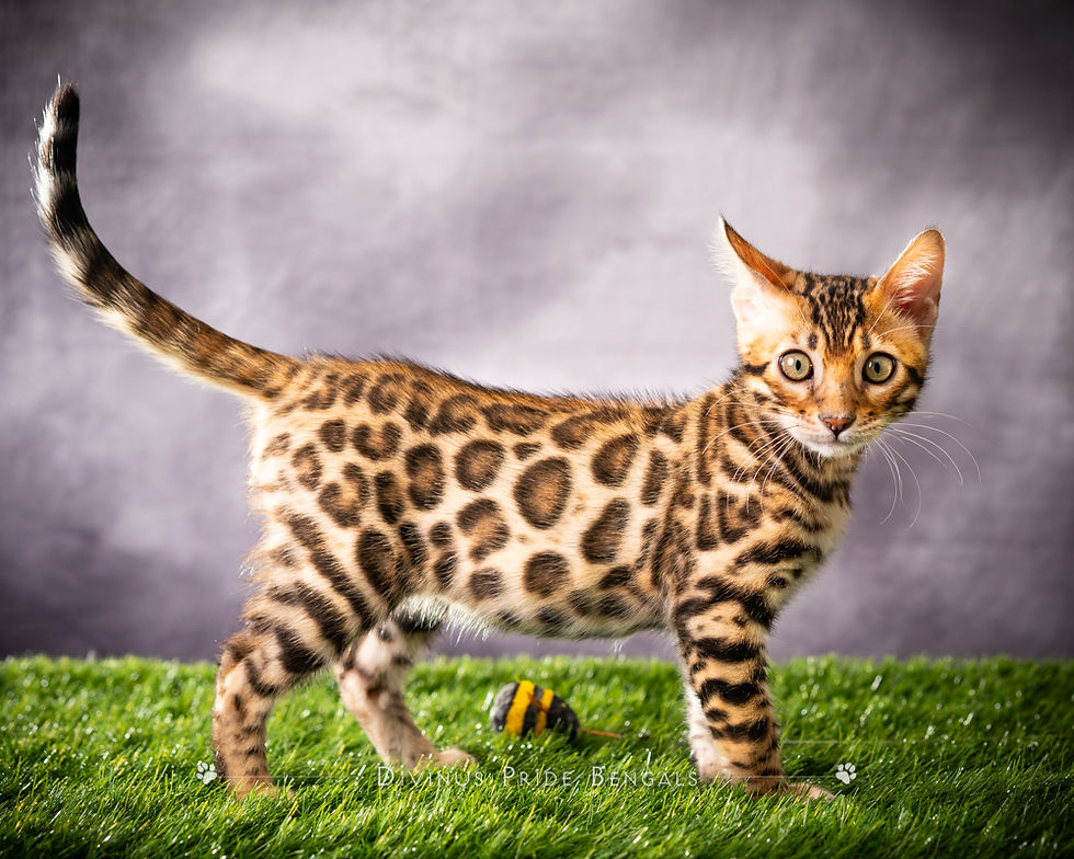 Bengal Kitten Reservations