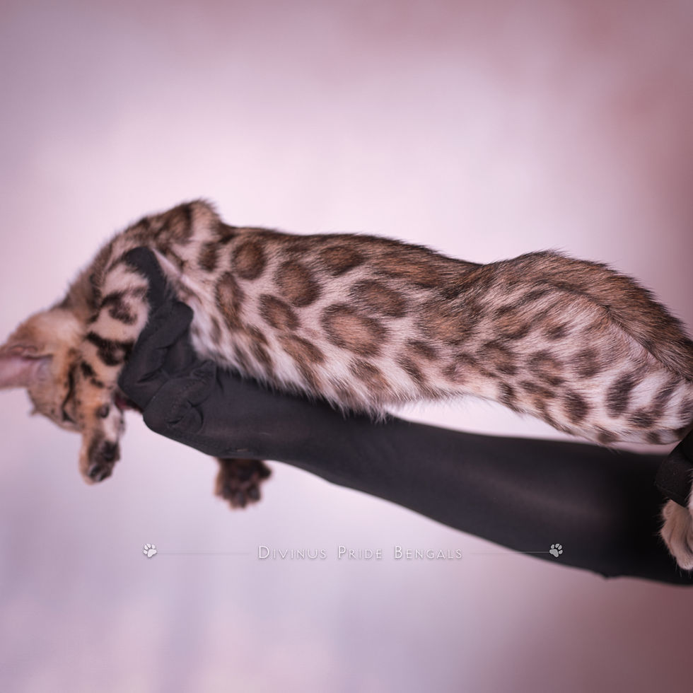 Glittery Brown Bengal Kitten SierraeBengals_015