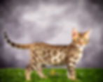 Bengal Kittens in Washington State