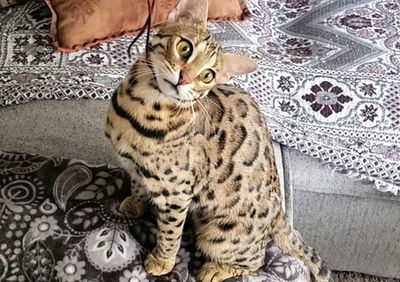 Queen Inaya F1 Bengal breeding cat at Divinus Pride Bengals Washington State
