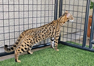 Queen Inaya F1 Bengal breeding cat at Divinus Pride Bengals Washington State