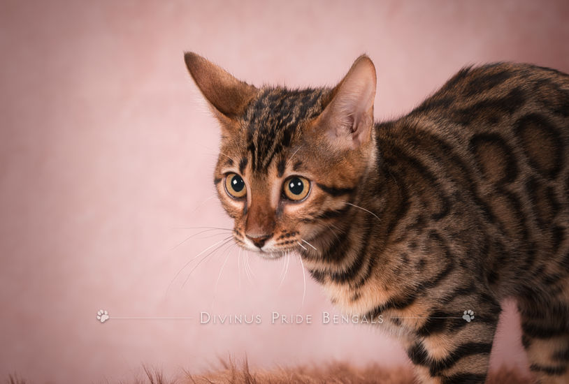Queen Terra brown Bengal breeding cat at Divinus Pride Bengals Washington State