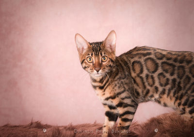 Queen Terra brown Bengal breeding cat at Divinus Pride Bengals Washington State