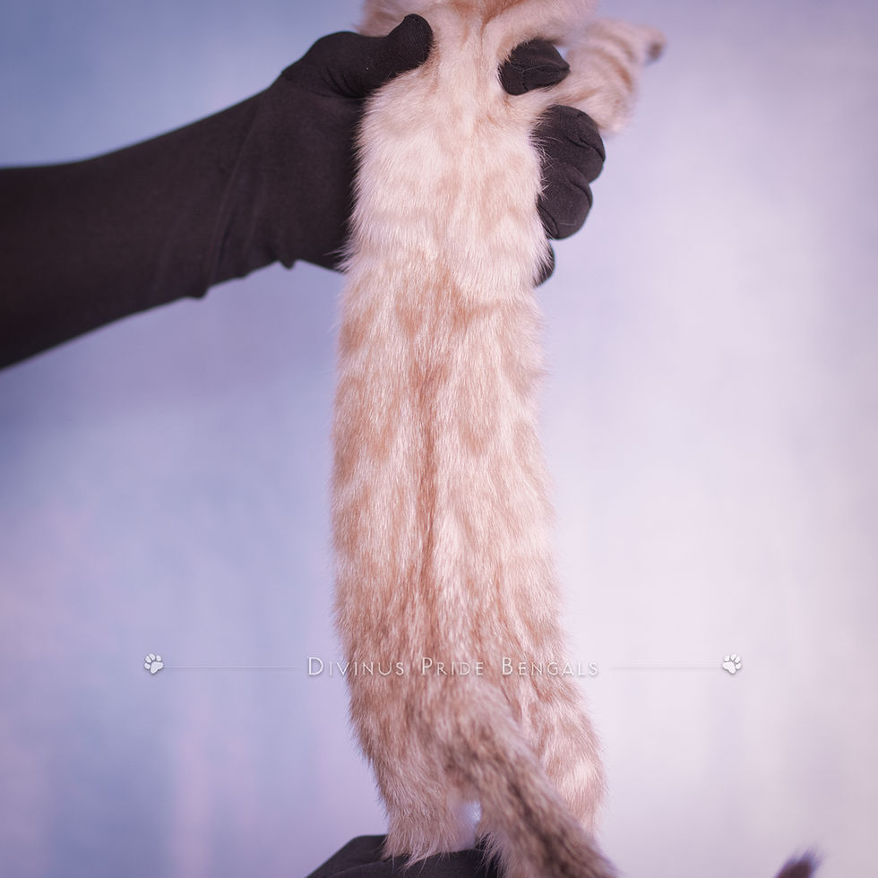 Snow Lynx Bengal Kitten Sterling