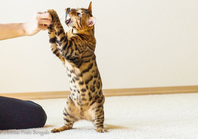 Bengal cat retired breeder Washington - Zeus brown sire pure for spotting gene - Divinus Pride Bengals