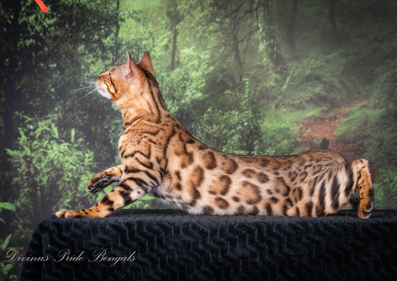 Queen Artemis a Brown Snow carrying Bengal breeding cat at Divinus Pride Bengals Washington State