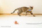 Bengal Cat playing with toys