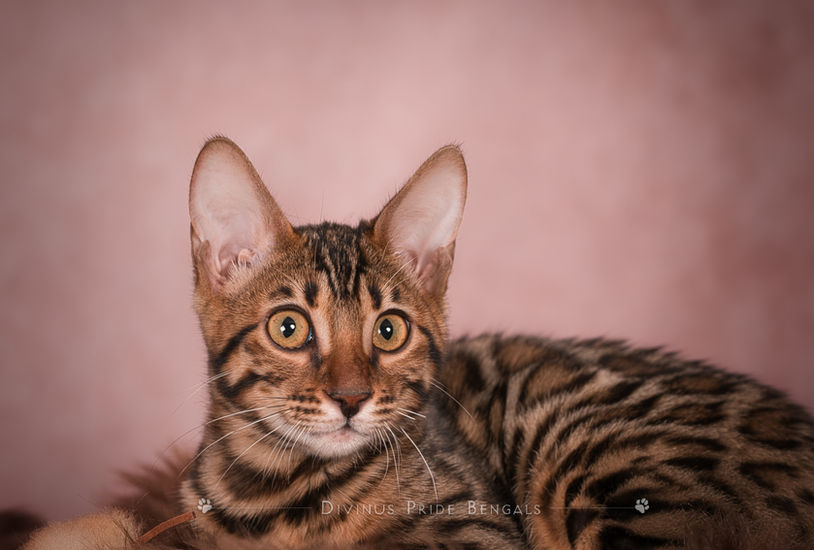 Queen Terra brown Bengal breeding cat at Divinus Pride Bengals Washington State