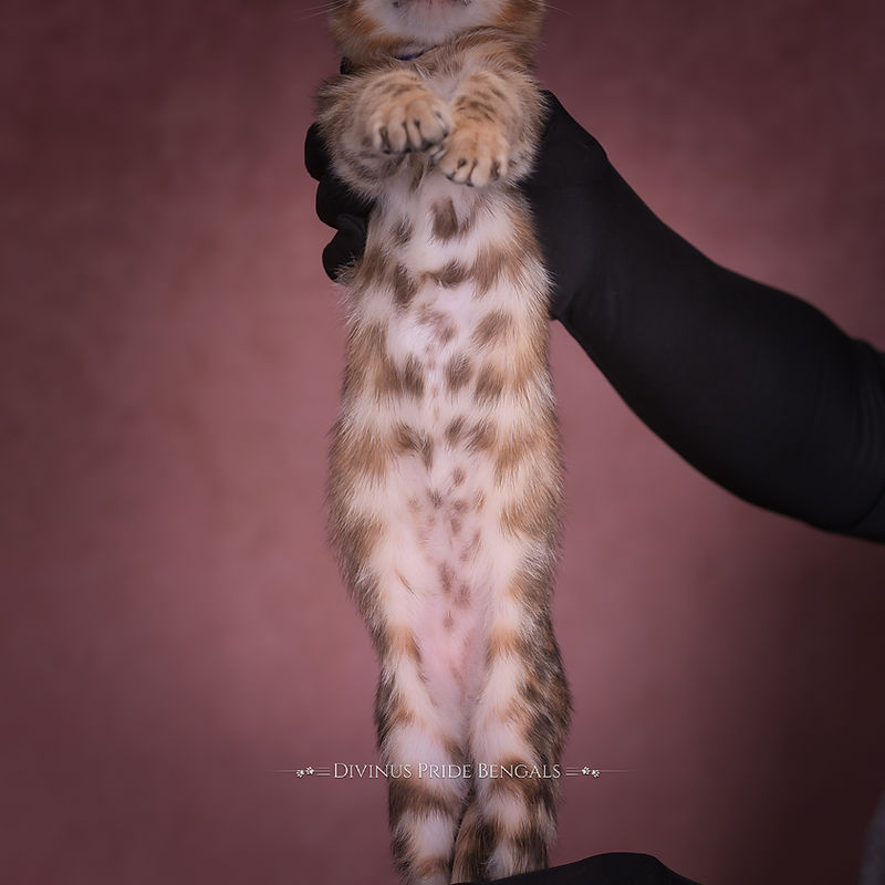 Belly
