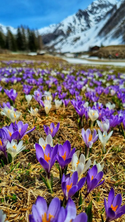 spring in the valley