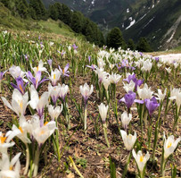 Krokussblüte