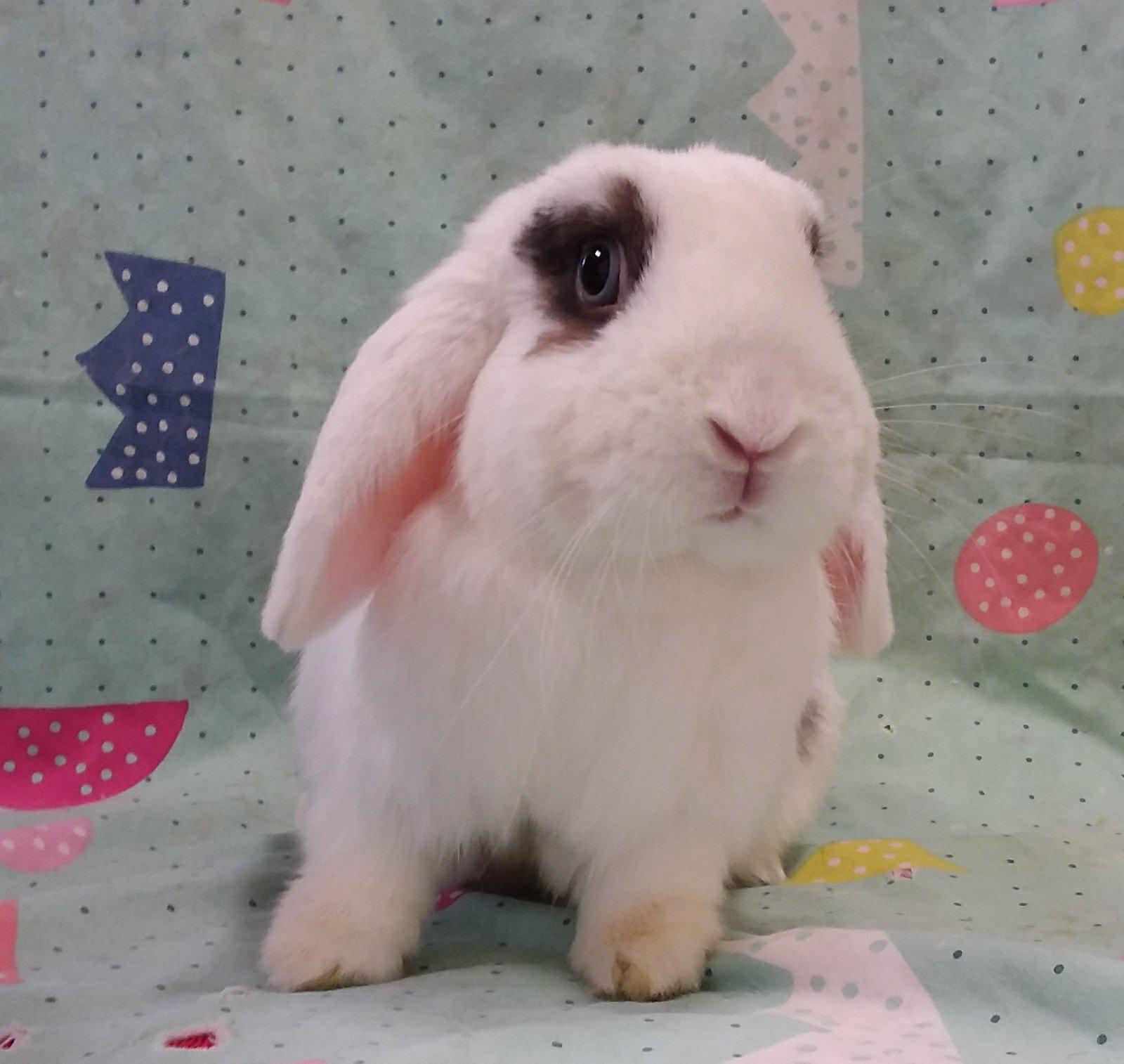 VIB Bunnies rabbitrunaway