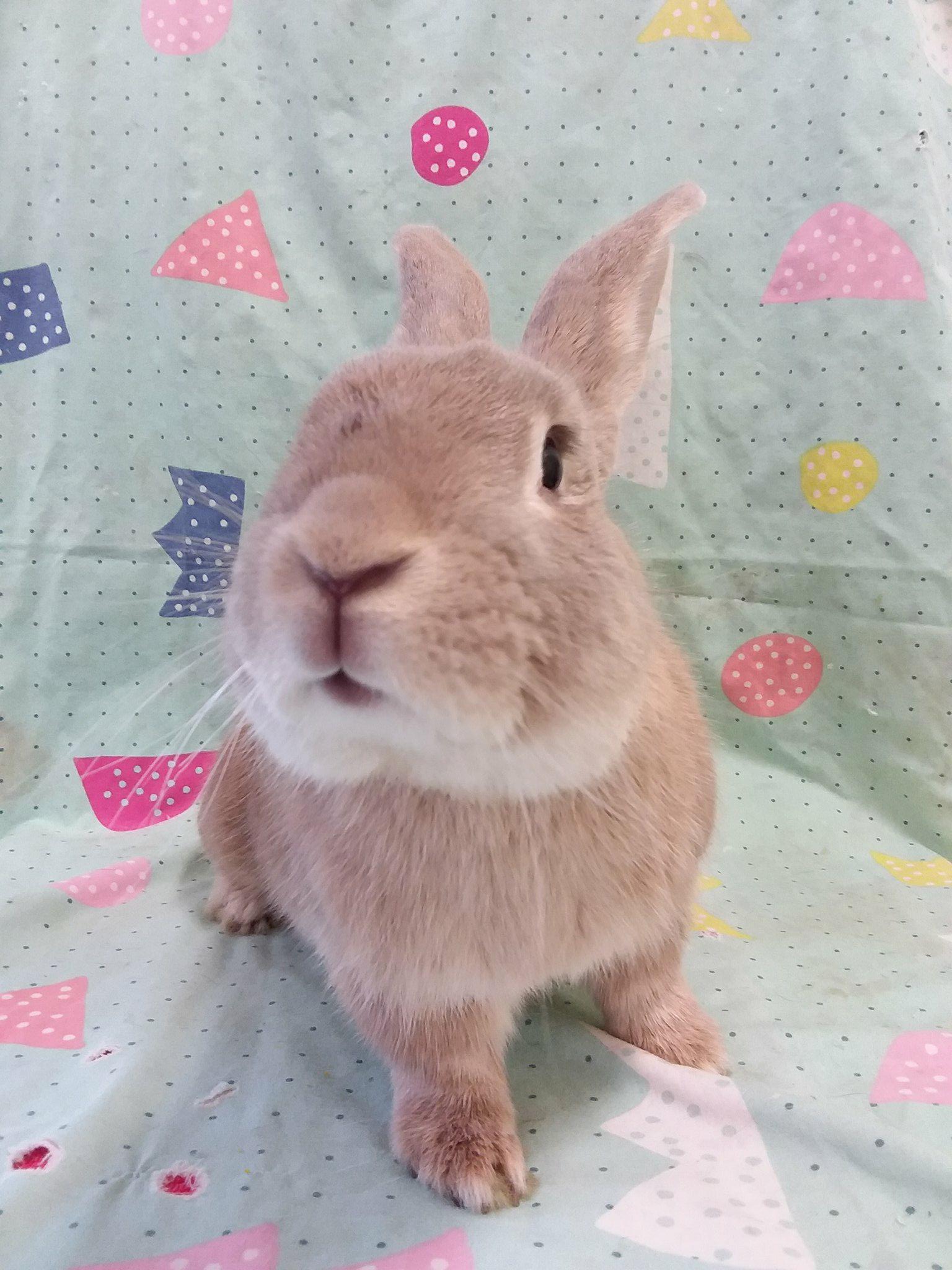VIB Bunnies rabbitrunaway