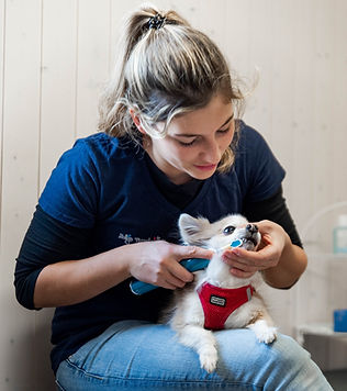 Dentalhygiene Hund