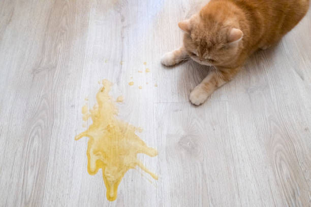 a ginger cat vomitted