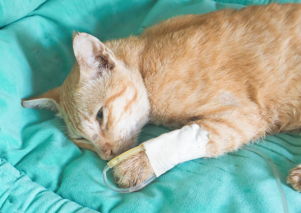 A cat was being injected with IV fluid