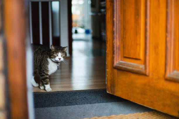 A cat was looking at the opened door inside a house