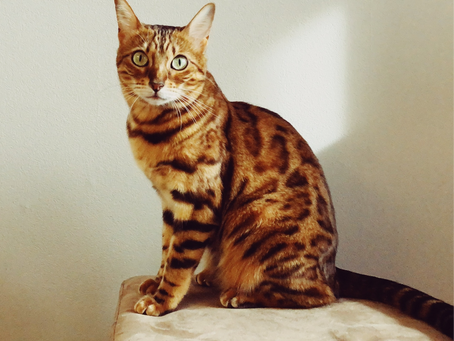 Karakteristik Unik Kucing Bengal, Kamu Perlu Tahu