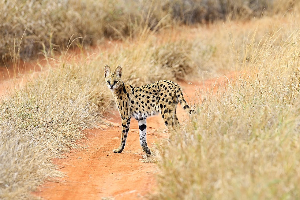 A serval was found in the dessert