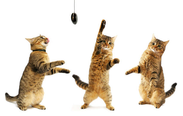 Kucing tabby cokelat-hitam dengan 3 pose berdiri sedang bermain dengan mouse, background putih.