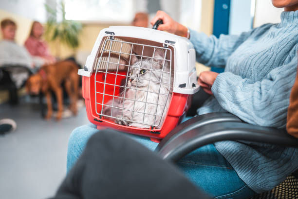 kucing abu-abu dalam pet carrier dengan pemiliknya di dokter hewan