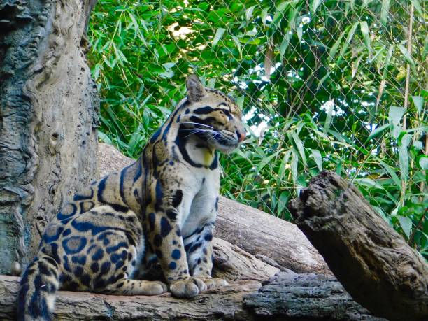 A clouded leopard was sitting on a big branch