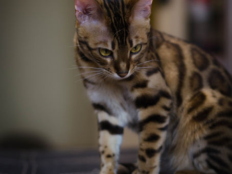 Panduan Skala F Kucing Bengal (F1 F2 F3 F4)